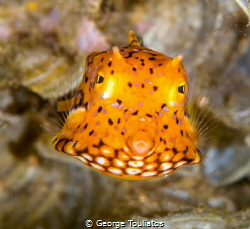 Tiny Yellow Box Fish!!! by George Touliatos 